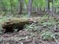 kyjanôčka zelená (17.5.2022)