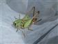 Decticus verrucivorus