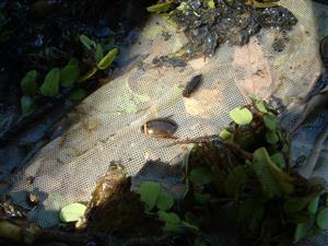 Graphoderus bilineatus