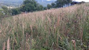 Neobhospodarované porasty so šíriacim sa druhom Calamagrostis epigejos.