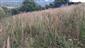 Neobhospodarované porasty so šíriacim sa druhom Calamagrostis epigejos.