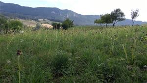 Lokálne prevládajúci druh Cirsium oleraceum.