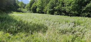 stredná lúčka porstená už prevažne mentha longifolia ale stále s filipendula (preto hodnotím ako degradovaný lk5)