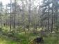 Brezové, borovicové a smrekové lesy na rašeliniskách (25.8.2022)