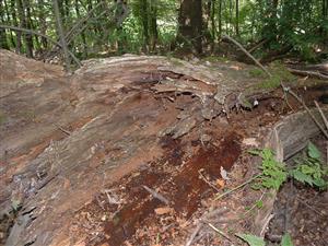 O. eremita, pozit. nález