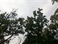 Teplomilné panónske dubové lesy (8.10.2014)