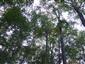 Kyslomilné bukové lesy (9.10.2013)