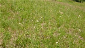 POhľad na biotop Lk1