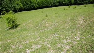 Pohľad na pasienok - na časť TML s vypaseným biotopom Lk1