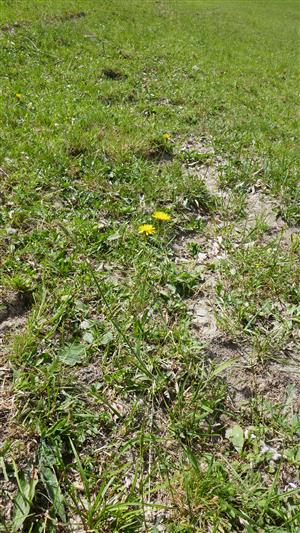 Pohľad na vypasené spoločenstvo (biotop Lk1)