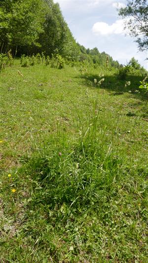 Pohľad na spoločenstvo s biotopom Lk1 na jelšou zarastajúcej časti TML (pasienok)