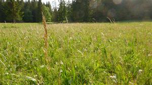 Pohľad na časť TML s biotopom Lk1