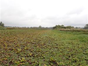 TML, celkový pohľad na vyschnuté rameno plesiopotamon