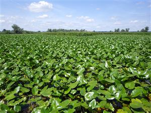 TML Devínske jazero, celkový pohľad