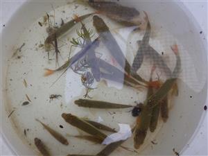 TML Apáti, výber ZEBCO pascí