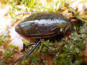 Hydrophilus piceus (Hydrophilidae)