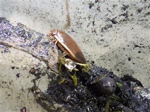 Cybister laterimarginalis (Dytiscidae)