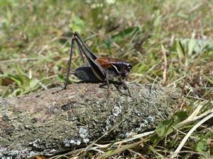 Pholidoptera transsylvanica samec - TMP1