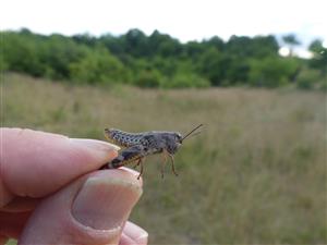 Paracaloptenus caloptenoides nymfa