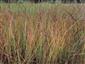 Carex limosa na TML