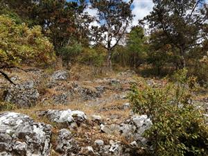 SagaPedo_009_2