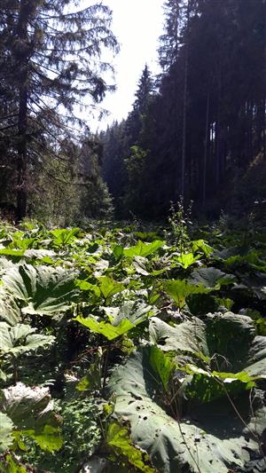 Pohľad na porasty s dominujúcim druhom Petasites hybridus.