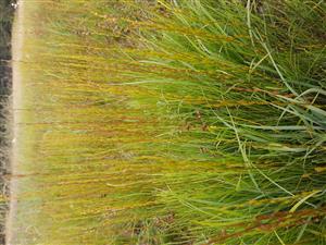 Triglochin palustris na TML