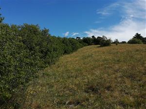  TML_SagaPedo_010_TMP2