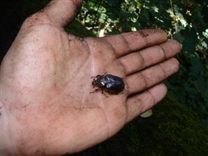 O. eremita (imago)