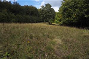 horná časť TML, trávnik s Nardus stricta