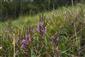 Calluna vulgaris 