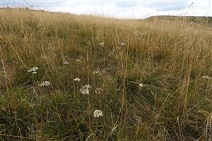 Achillea sudetica spestrujúca monotónne porasty tráv.