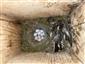 TML_DryoNite_031_zabitý F. albicollis v hniezde Paruis major