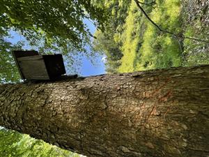 TML_MuscAvel_036 - búdka na jedli a biotop lesa