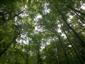 Lipovo-javorové sutinové lesy (25.9.2014)