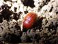 Ochodeus chrysomeloides