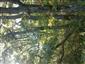 Teplomilné panónske dubové lesy (30.9.2014)