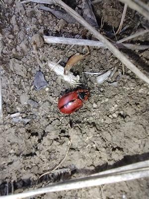 Entomoscelis adonidis