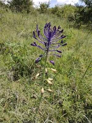 Leopoldia comosa - leopoldia chochlatá