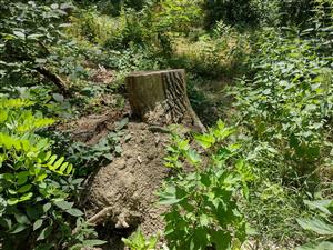 TML - Jelka - peň po vyrúbanom strome