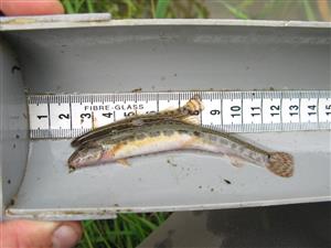 Cobitis taenia