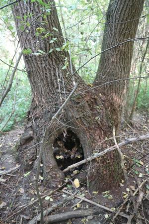 TML - Jelka - dutina 3