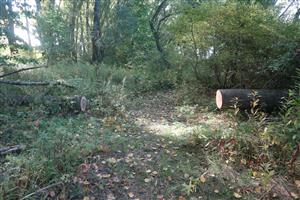 TML - Jelka - údržba chodníka - odstránenie časti spadnutého stromu