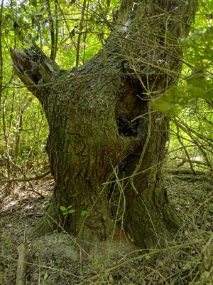 TML - Dunajské luhy-sever - SZ časť - dutina v strome 1
