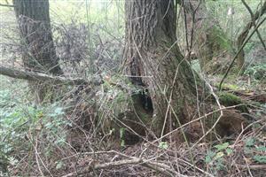 TML - Dunajské luhy-sever - SZ časť - dutina stromu 3