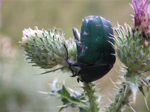 Netocia ungarica