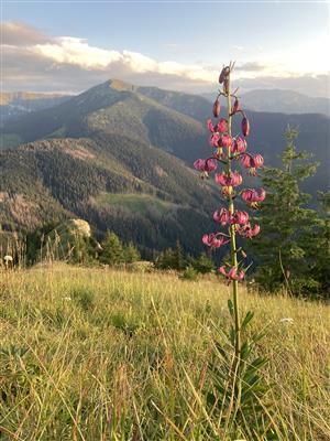 Lilium martagon na lokalite