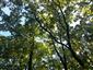 Teplomilné panónske dubové lesy (30.9.2014)