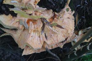 TML - Sútok Blatiny a Malého Dunaja - Zálesie - sírovec Laetiporus sulphureus - stopy po oreze nožom (zber húb) 1