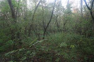 TML - Sútok Blatiny a Malého Dunaja - Zálesie - lokalita - foto 2